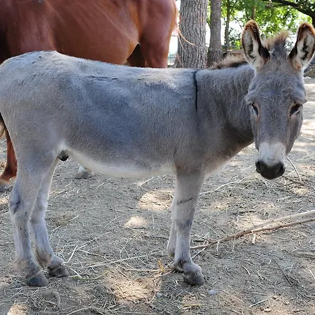 La Casa Colonica Wine And Oil Κατάλυμα σε φάρμα