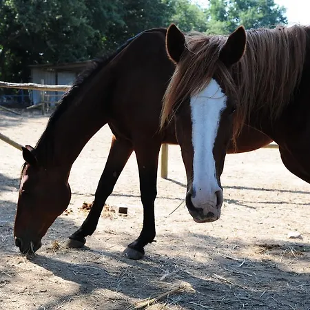 Farmház La Casa Colonica Wine And Oil *
