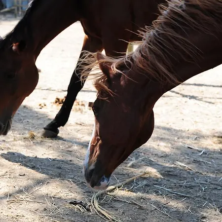 La Casa Colonica Wine And Oil Tuoro sul Trasimeno