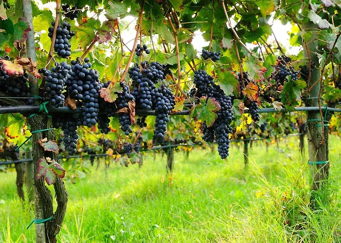 Alloggio per agriturismo La Casa Colonica