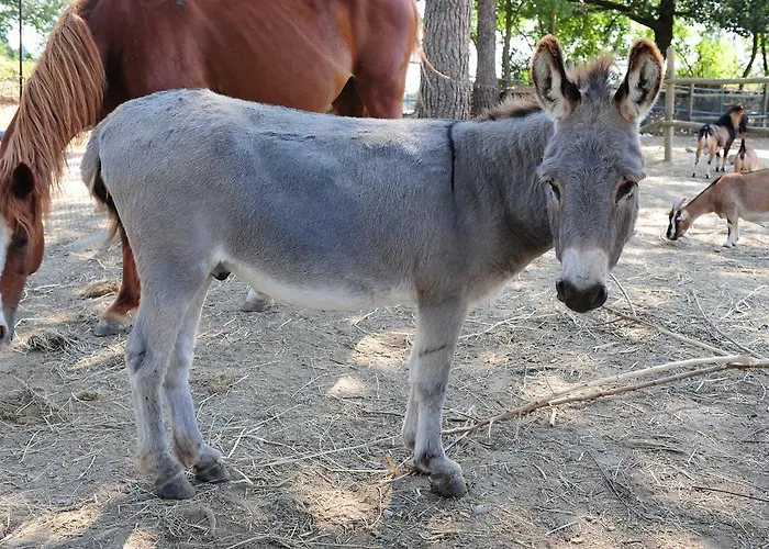 La Casa Colonica Wine And Oil Bauernhof