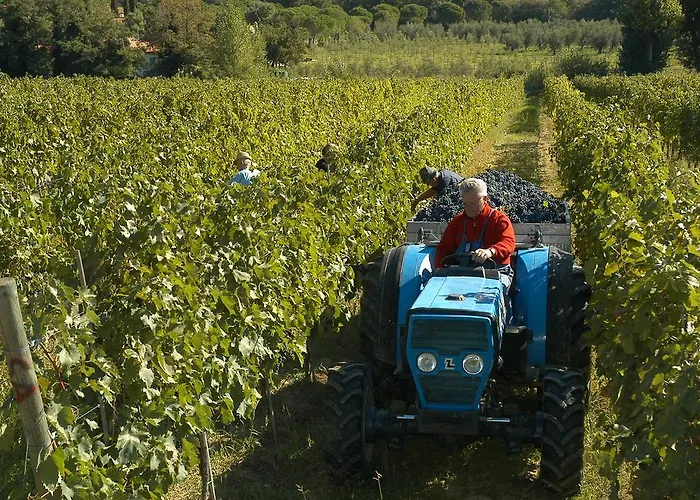 La Casa Colonica Wine And Oil * Tuoro sul Trasimeno