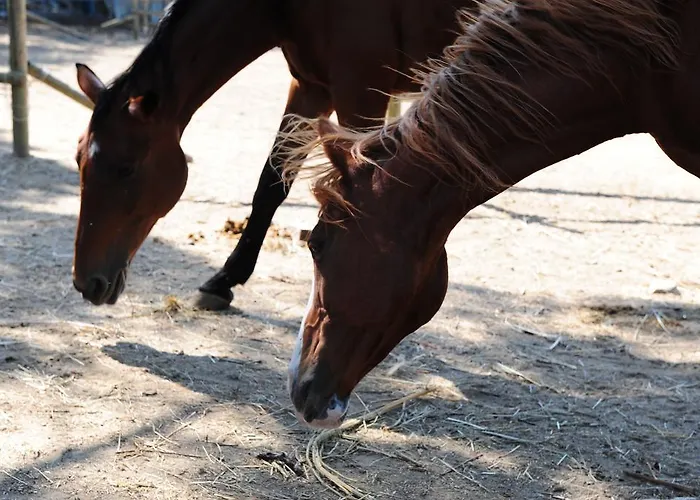 La Casa Colonica Wine And Oil Tuoro sul Trasimeno